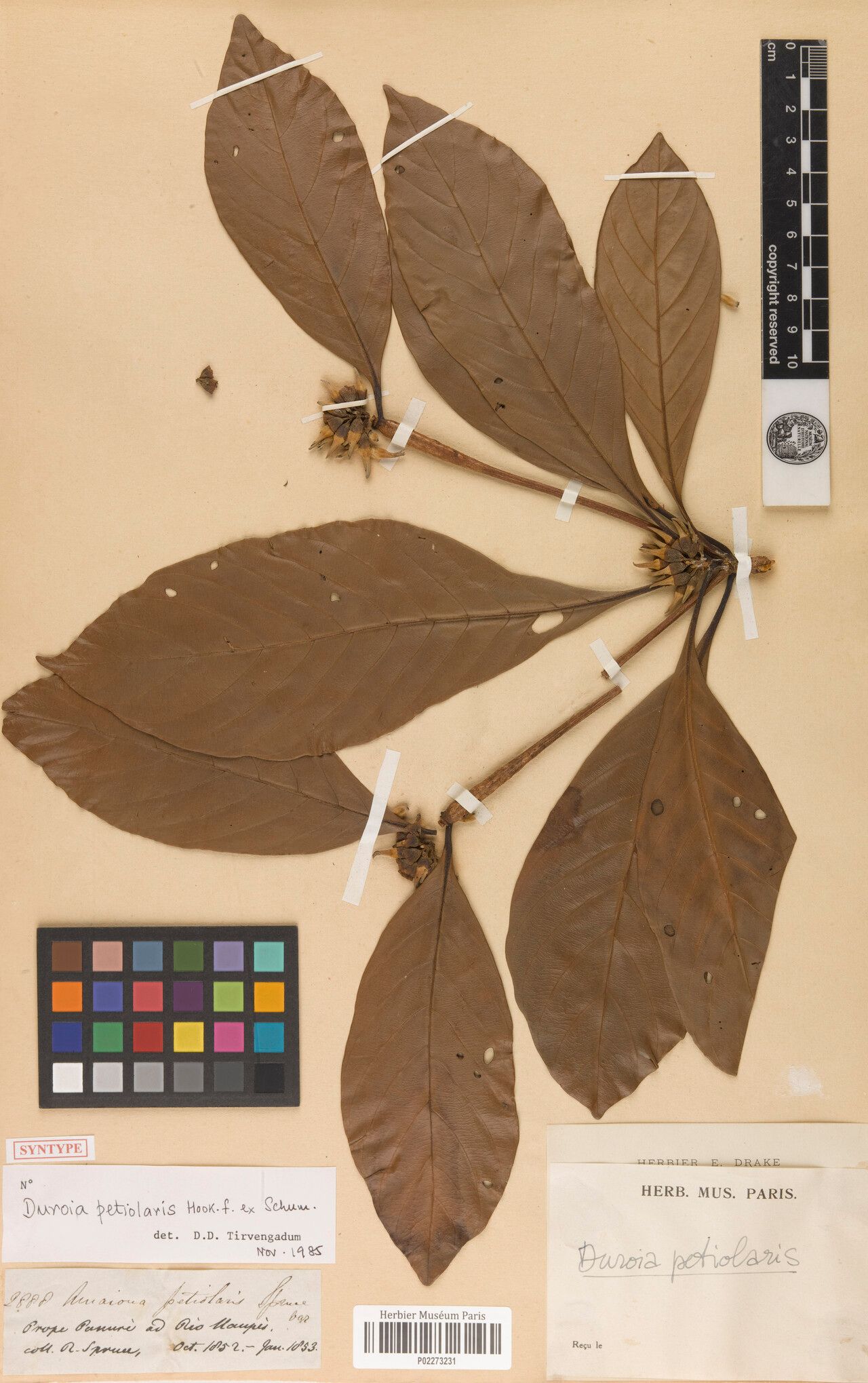 Duroia petiolaris flower