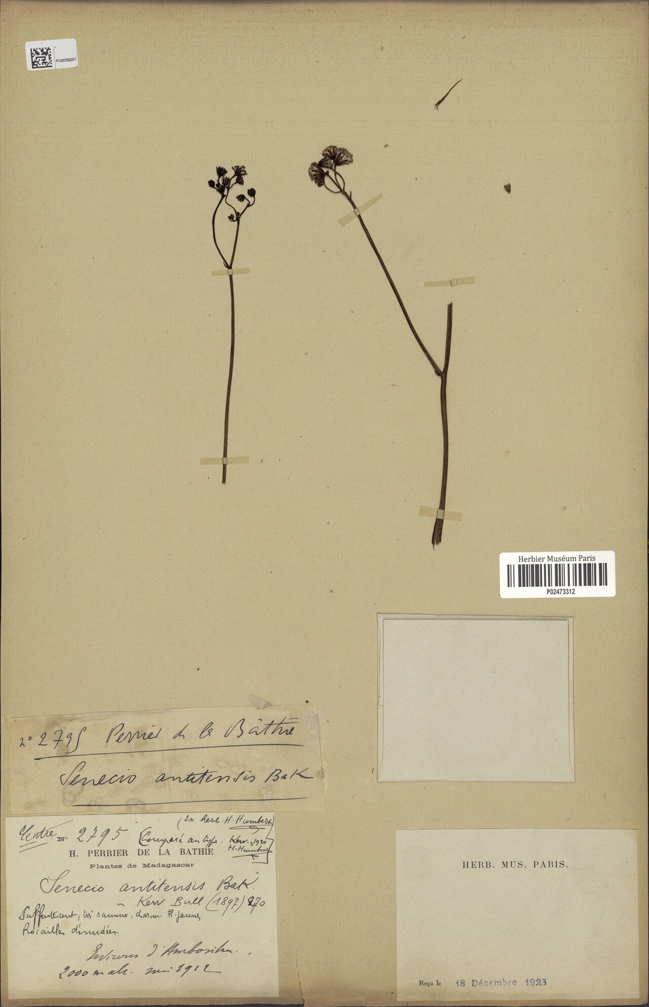 Senecio antitensis — houseplant care guide