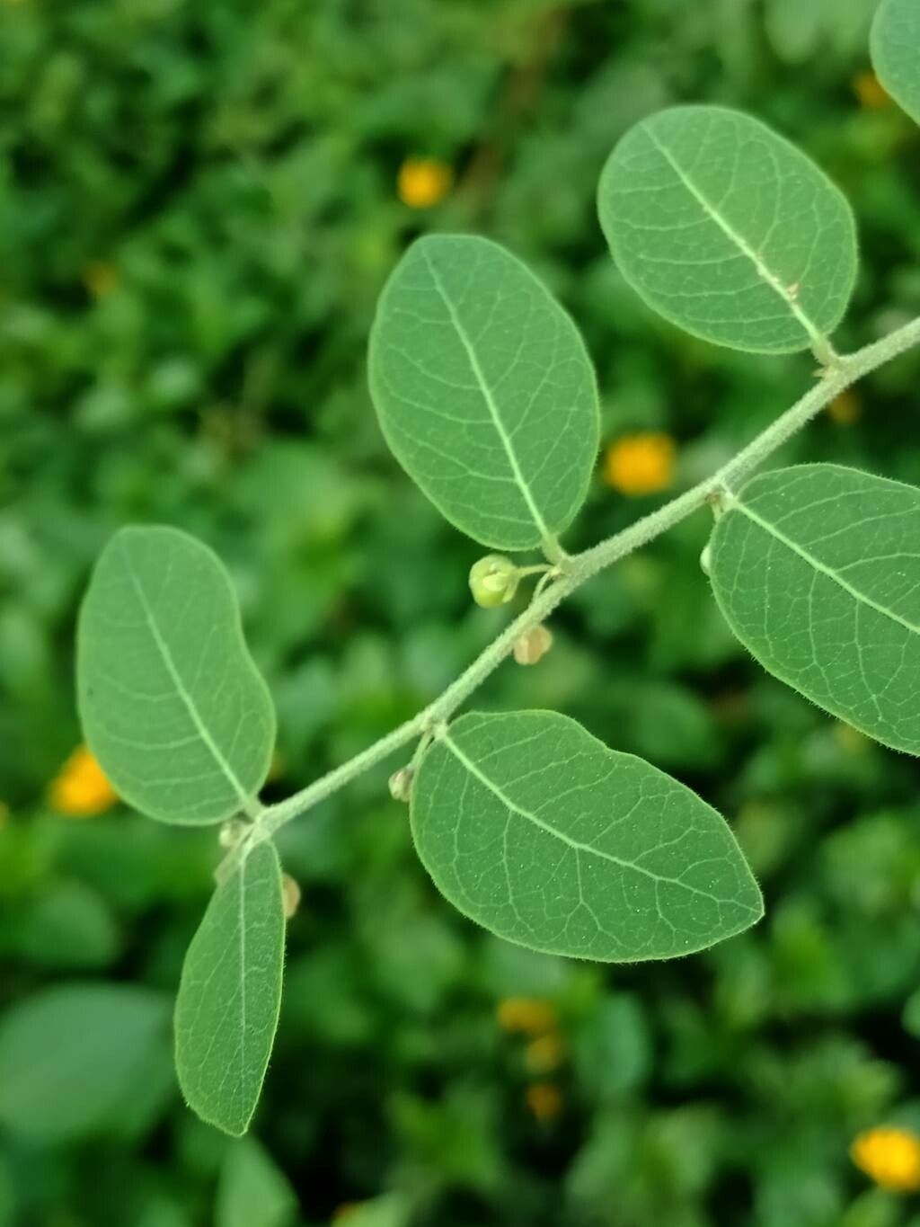 Phyllanthus reticulatus — search result for 'Jamaica'