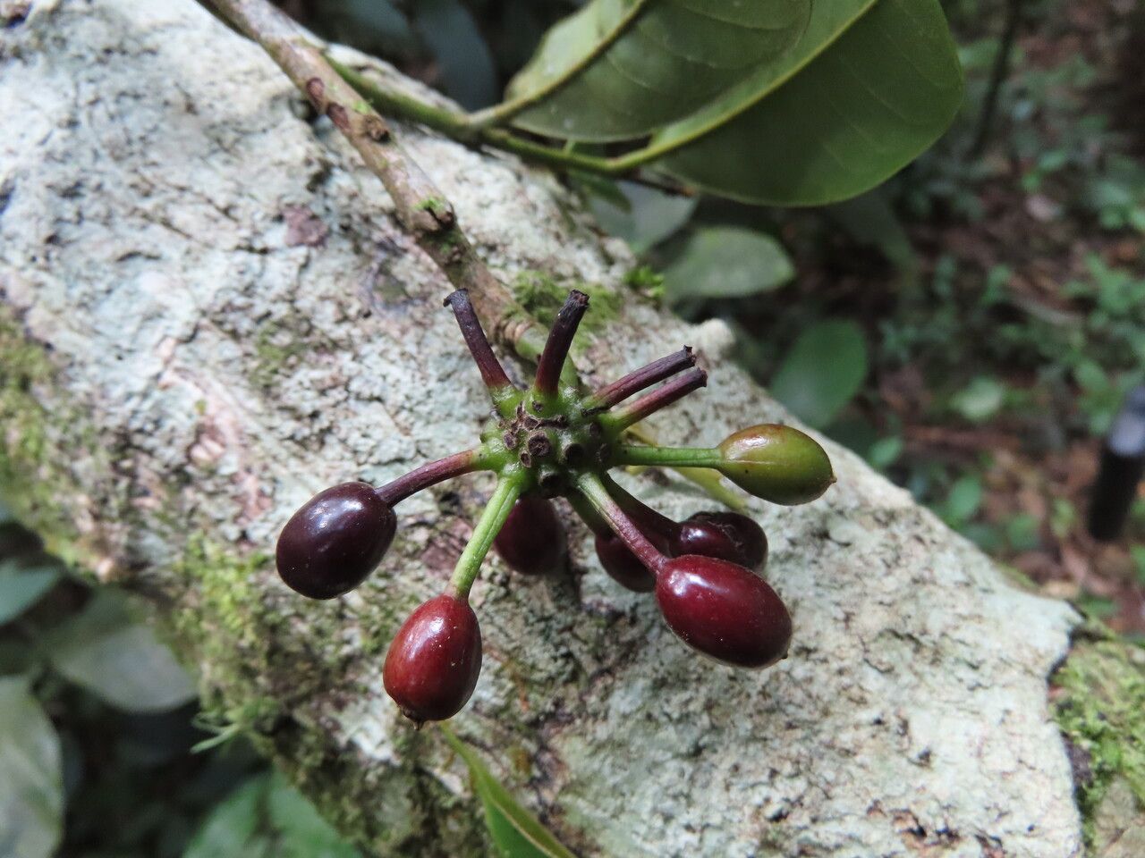 Guatteria costaricensis fruit
