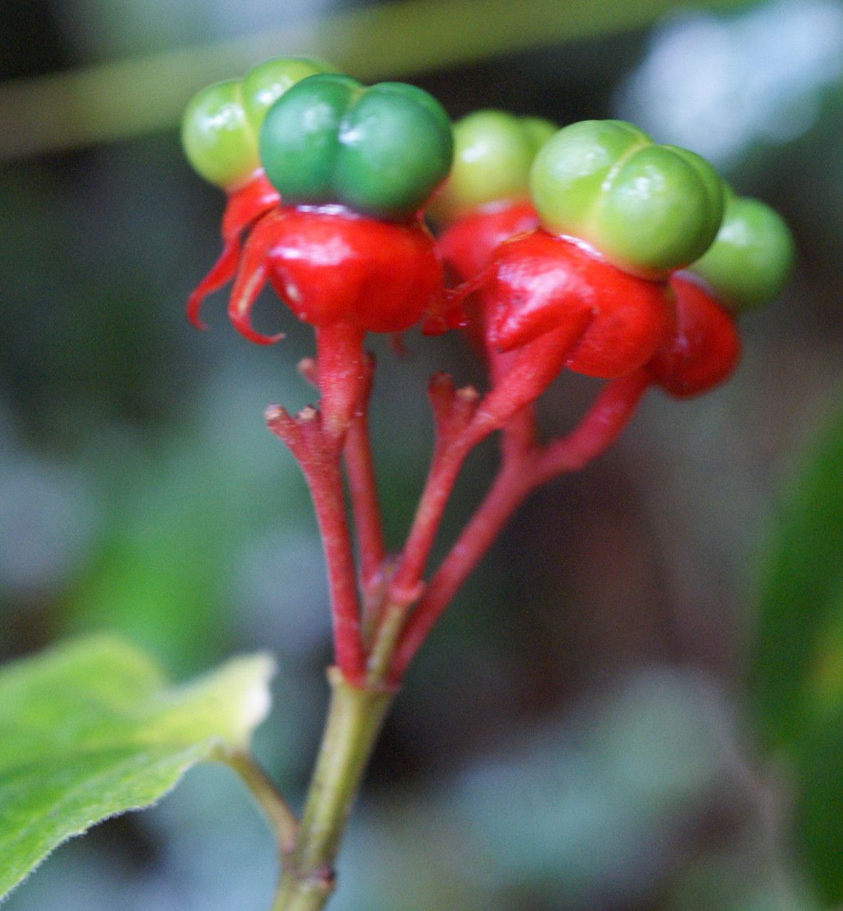 Clerodendrum buchananii fruit
