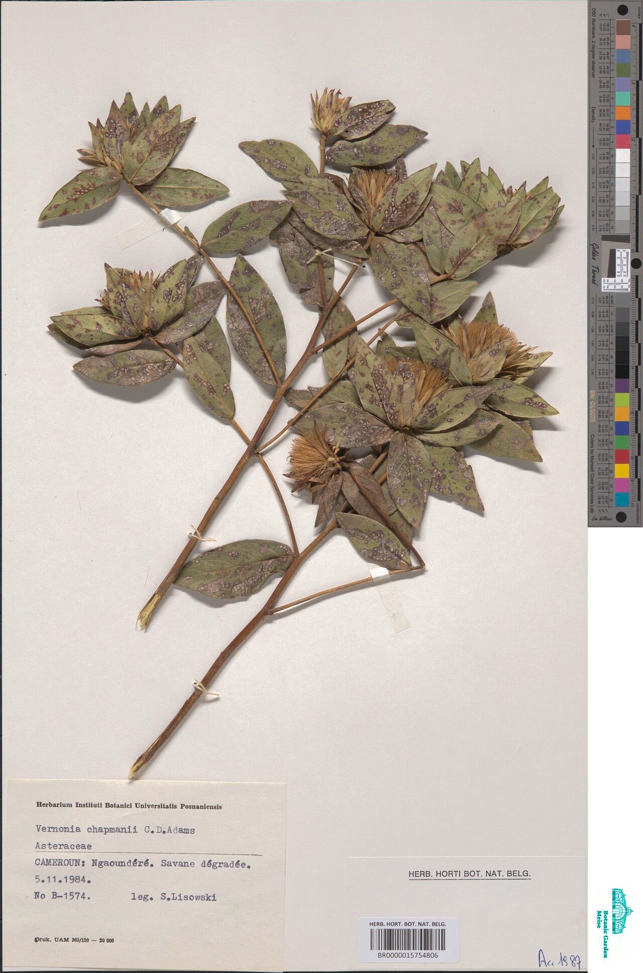 Vernonia chapmanii — houseplant care guide