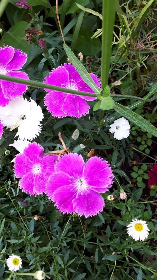 Dianthus spp. flower