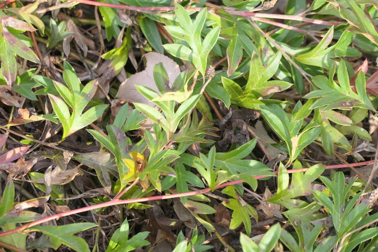 Grevillea × gaudichaudii — search result for 'Grevillea'