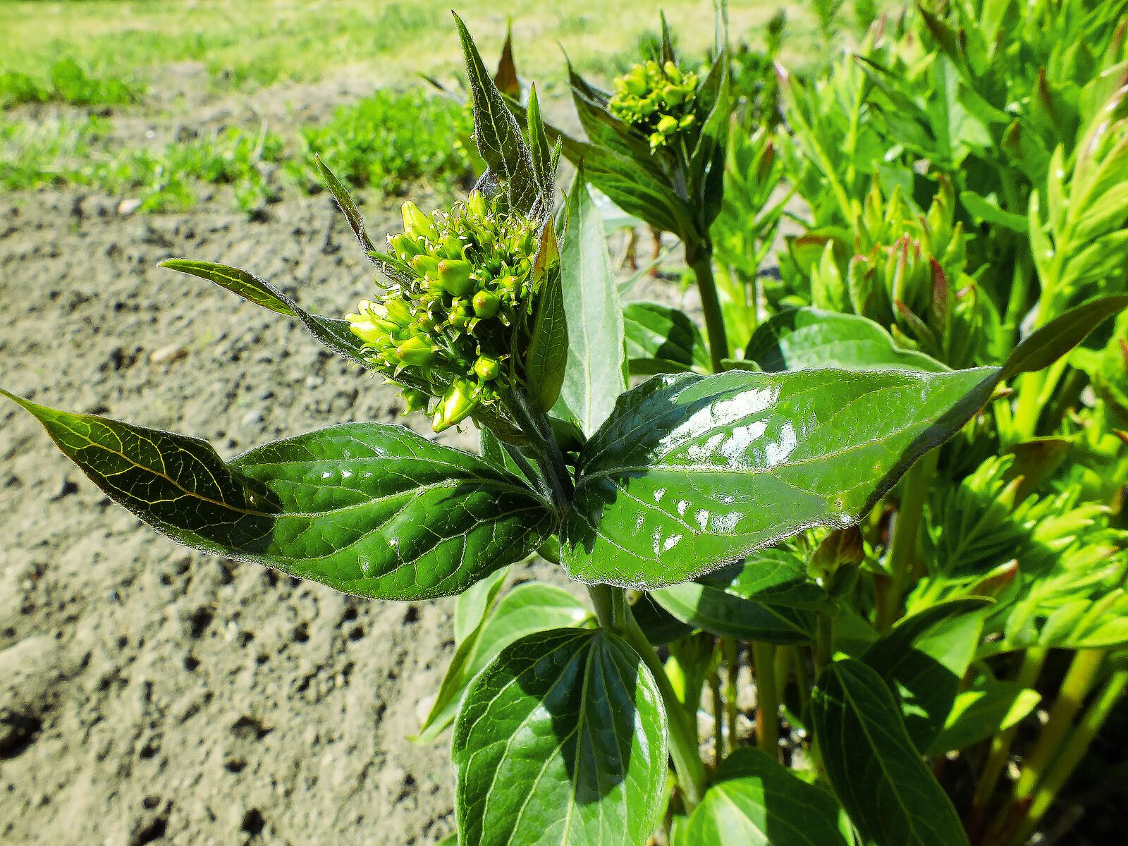 Diervilla rivularis — related species from the same genus