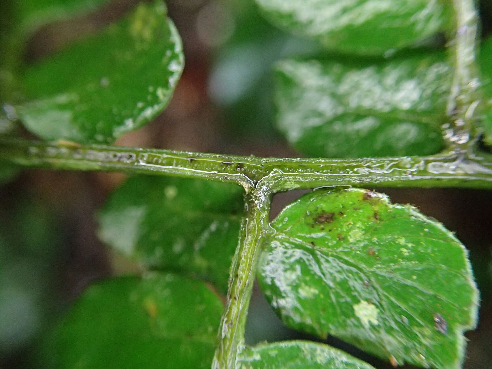 Diplazium nemorale — houseplant care guide