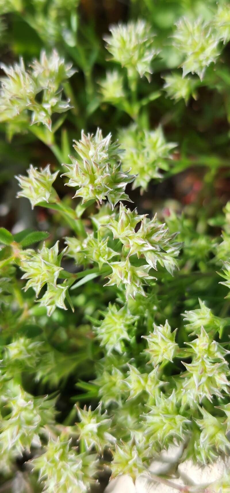 Scleranthus orientalis flower