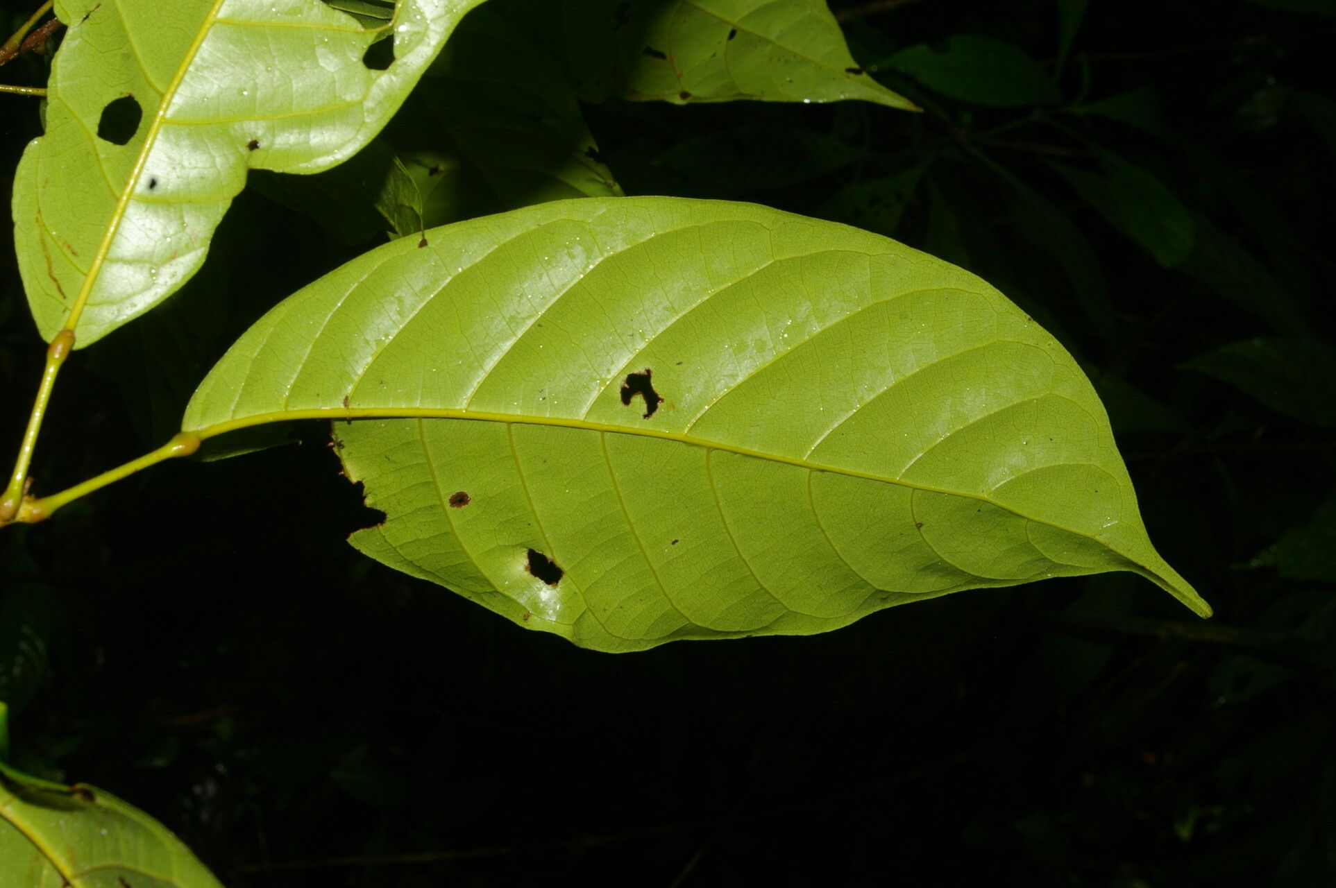 Sloanea laurifolia — houseplant care guide