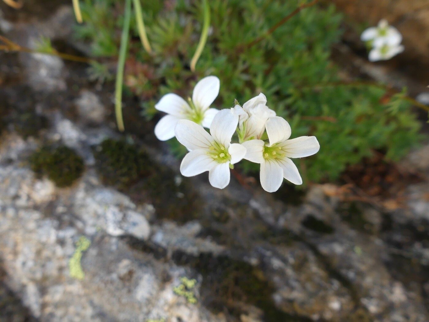 Saxifraga cervicornis flower