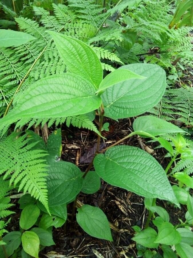Piper aduncum — search result for 'Piperaceae'