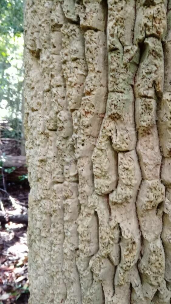 Ackama paniculosa — related species from the same genus