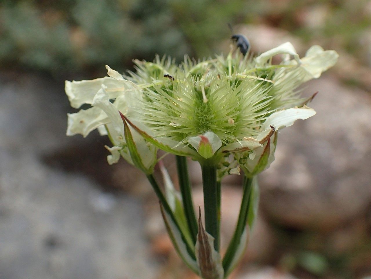 Orlaya grandiflora fruit