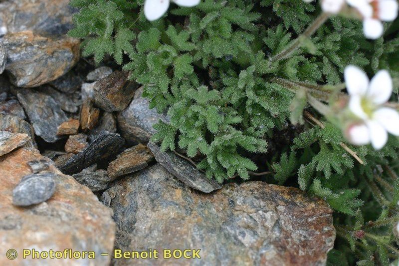 Saxifraga nevadensis bark