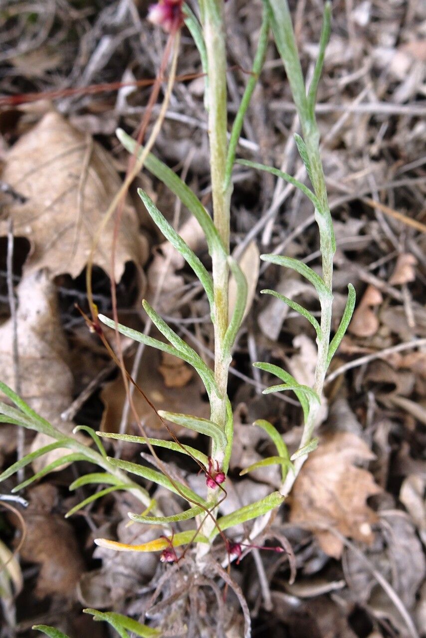 Helichrysum stoechas