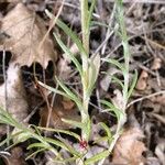 Helichrysum stoechas