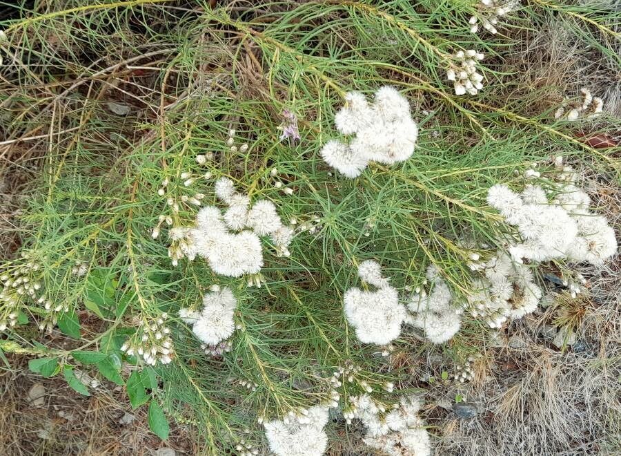 Vernonanthura nudiflora habit