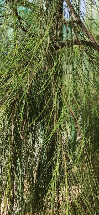 Casuarina glauca leaf