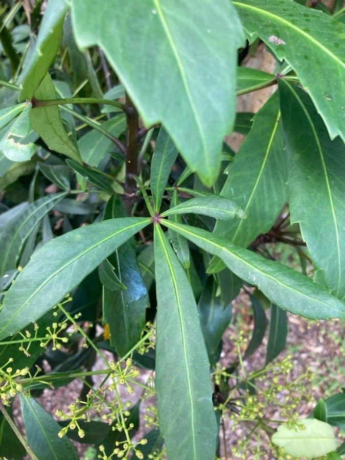 Pseudopanax lessonii leaf