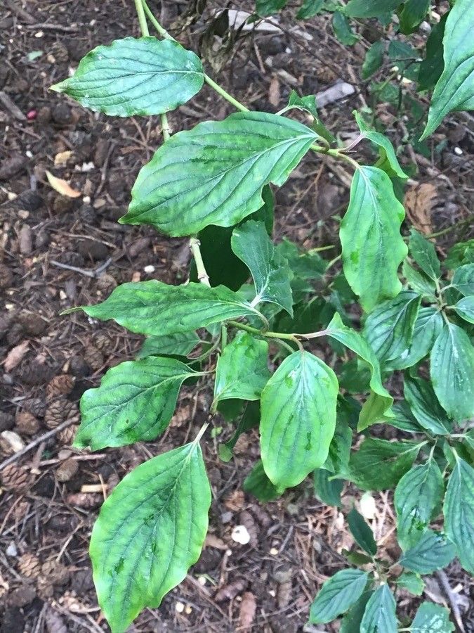 Cornus schindleri — search result for 'Cornus'