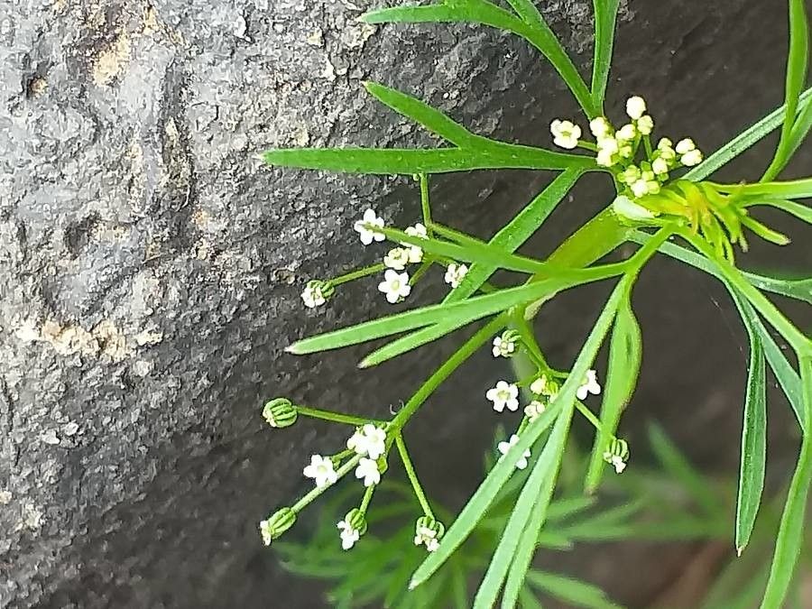 Cyclospermum leptophyllum flower