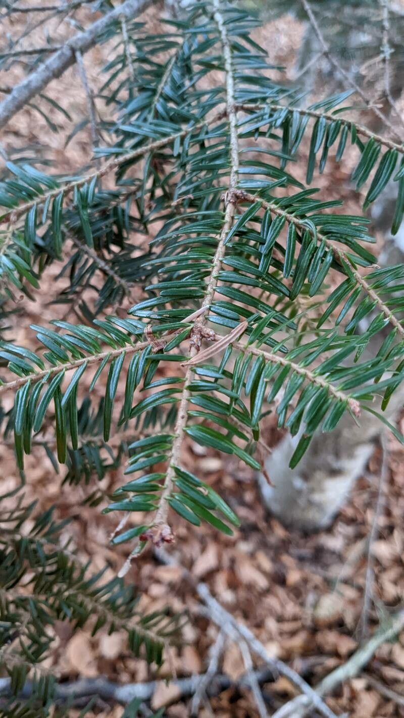 Abies balsamea flower