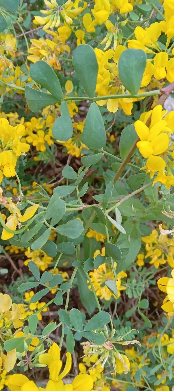 Coronilla glauca — related species from the same genus