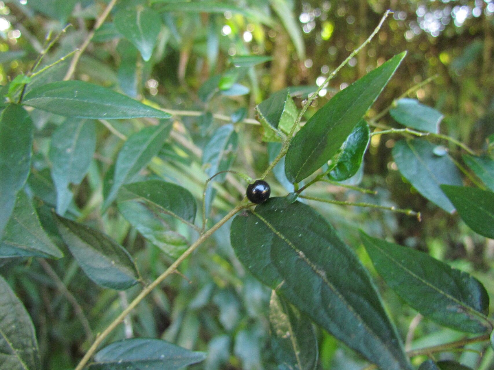 Solanum hirtellum fruit