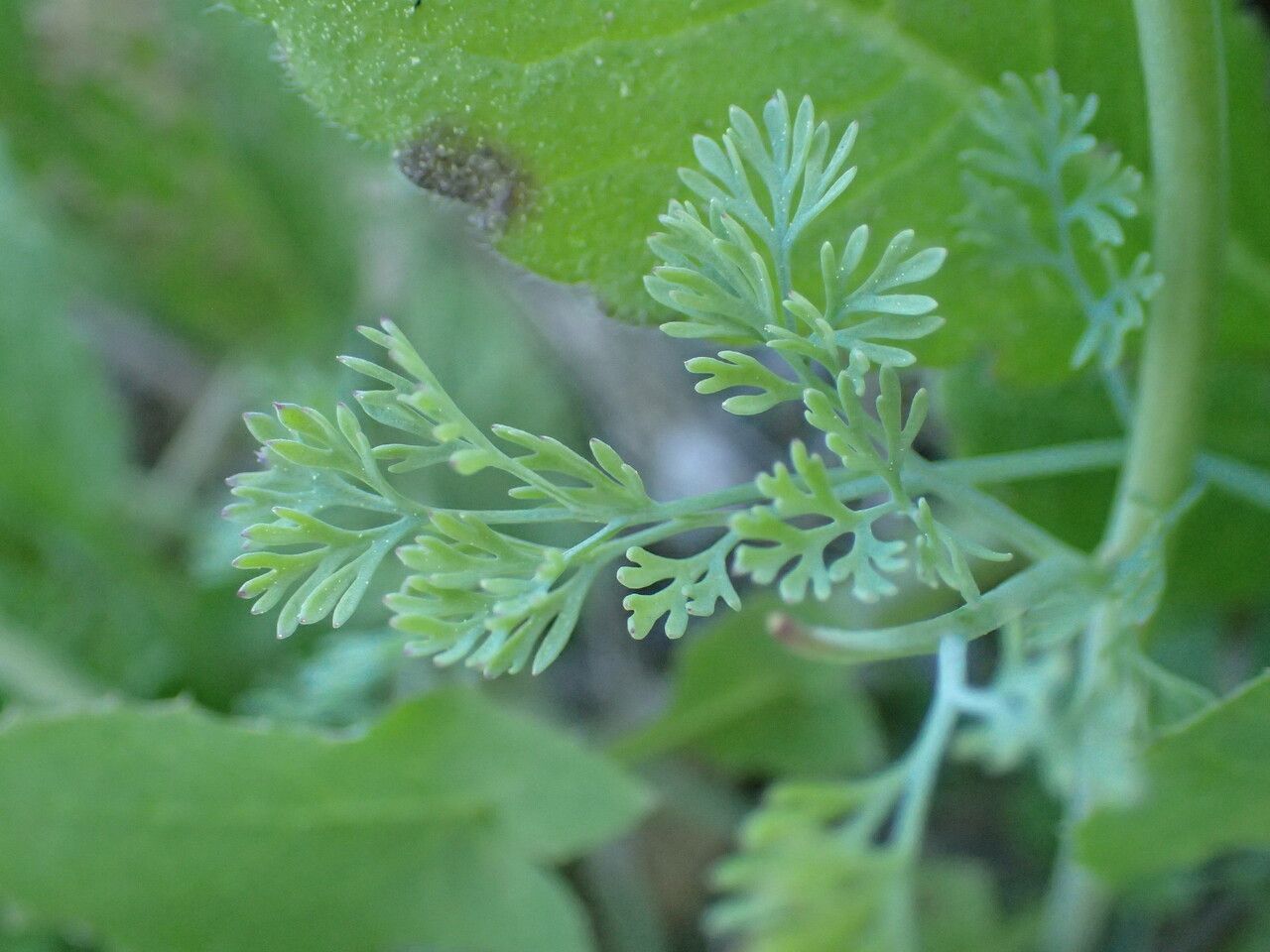 Fumaria parviflora leaf