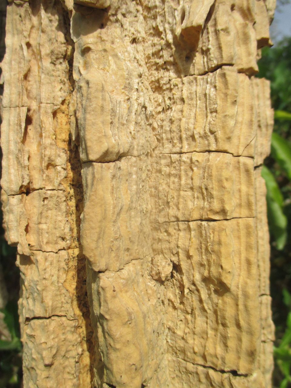 Erythrina senegalensis bark