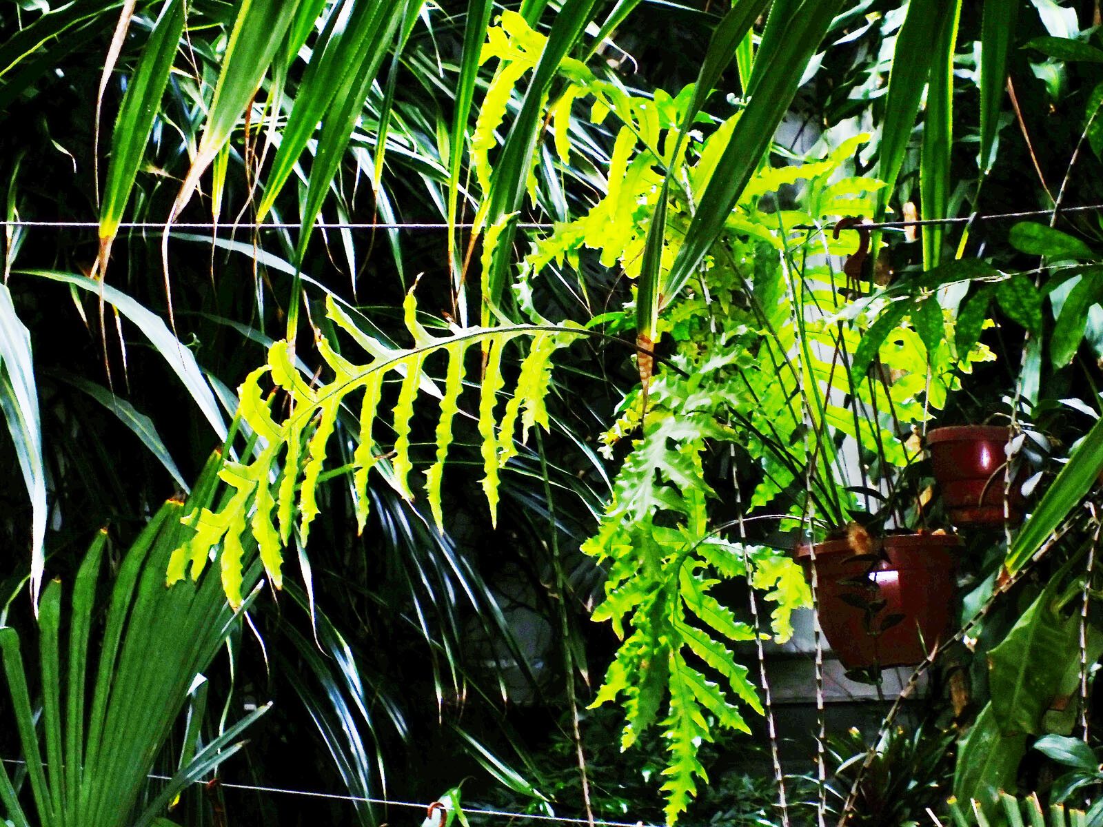 Phlebodium decumanum habit