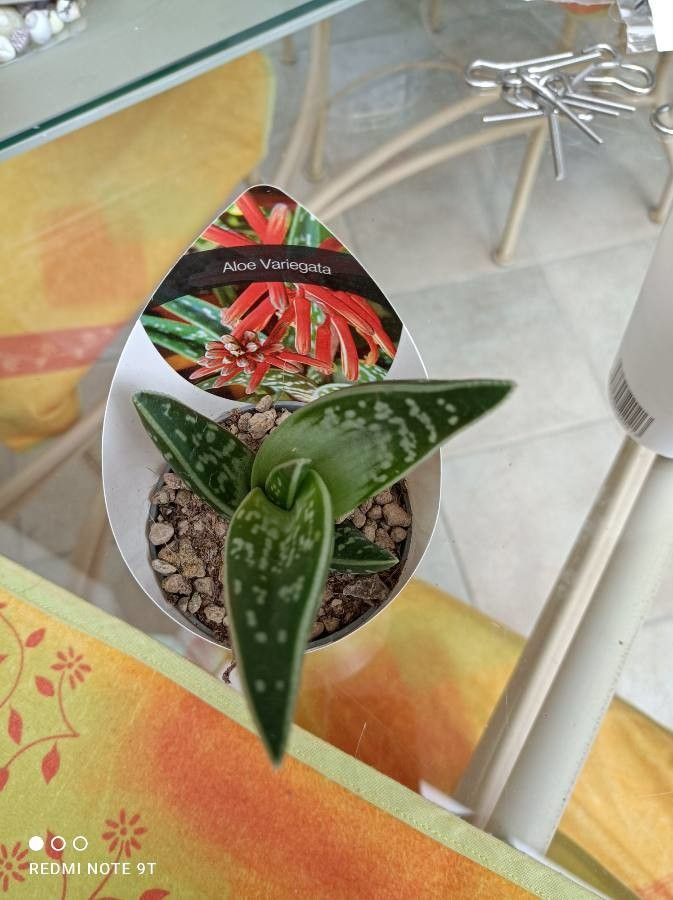 Aloe variegata fruit