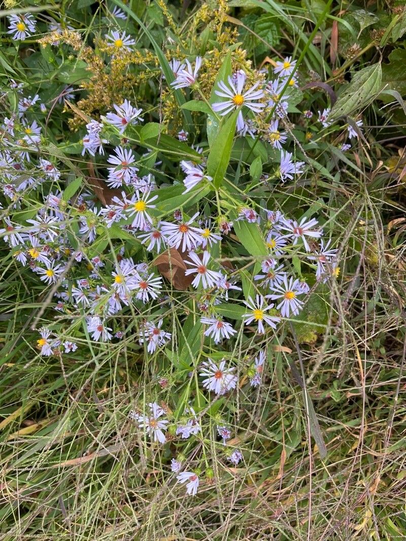 Symphyotrichum oolentangiense leaf