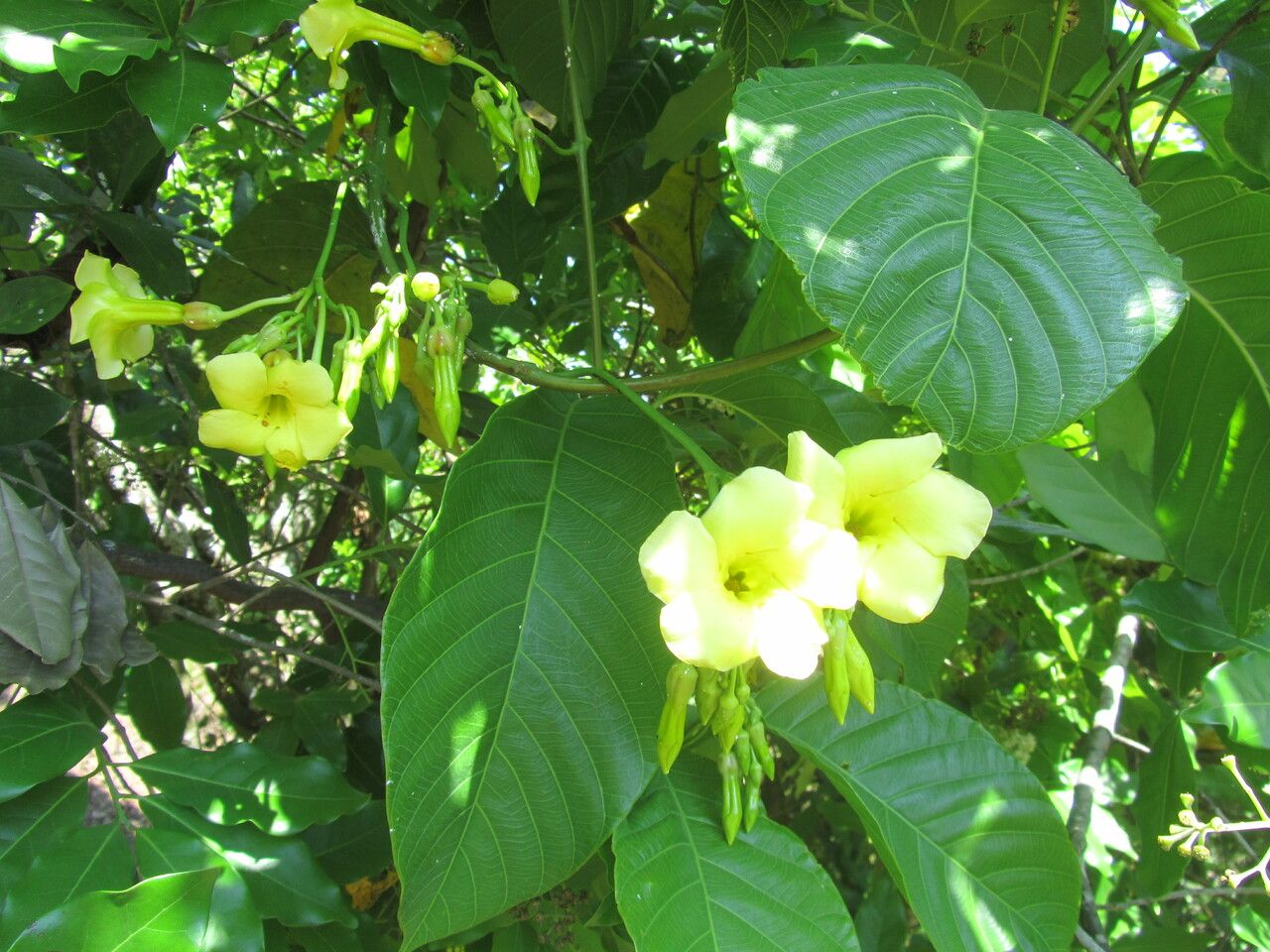 Odontadenia macrantha — search result for 'Singapore'