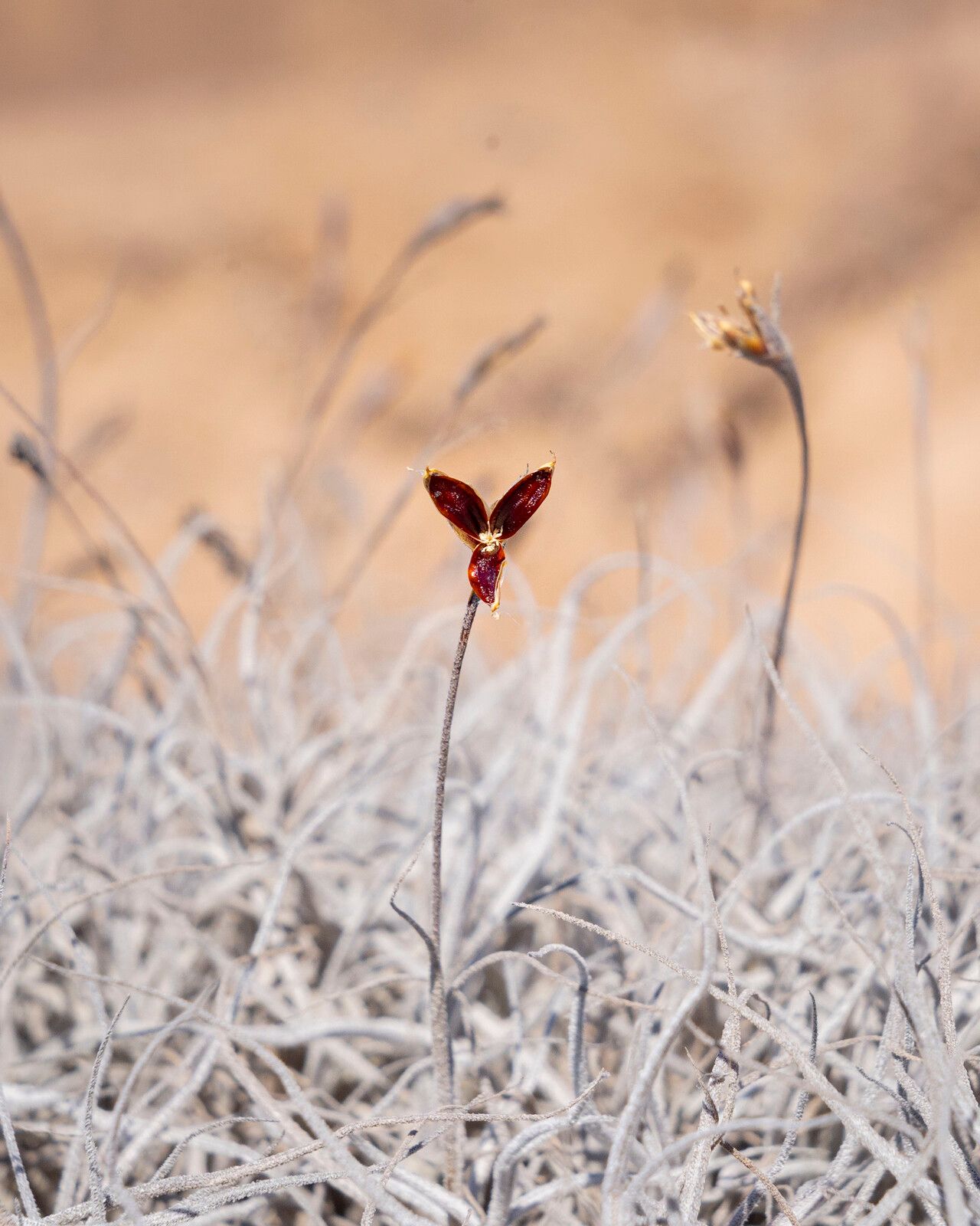 Tillandsia landbeckii flower