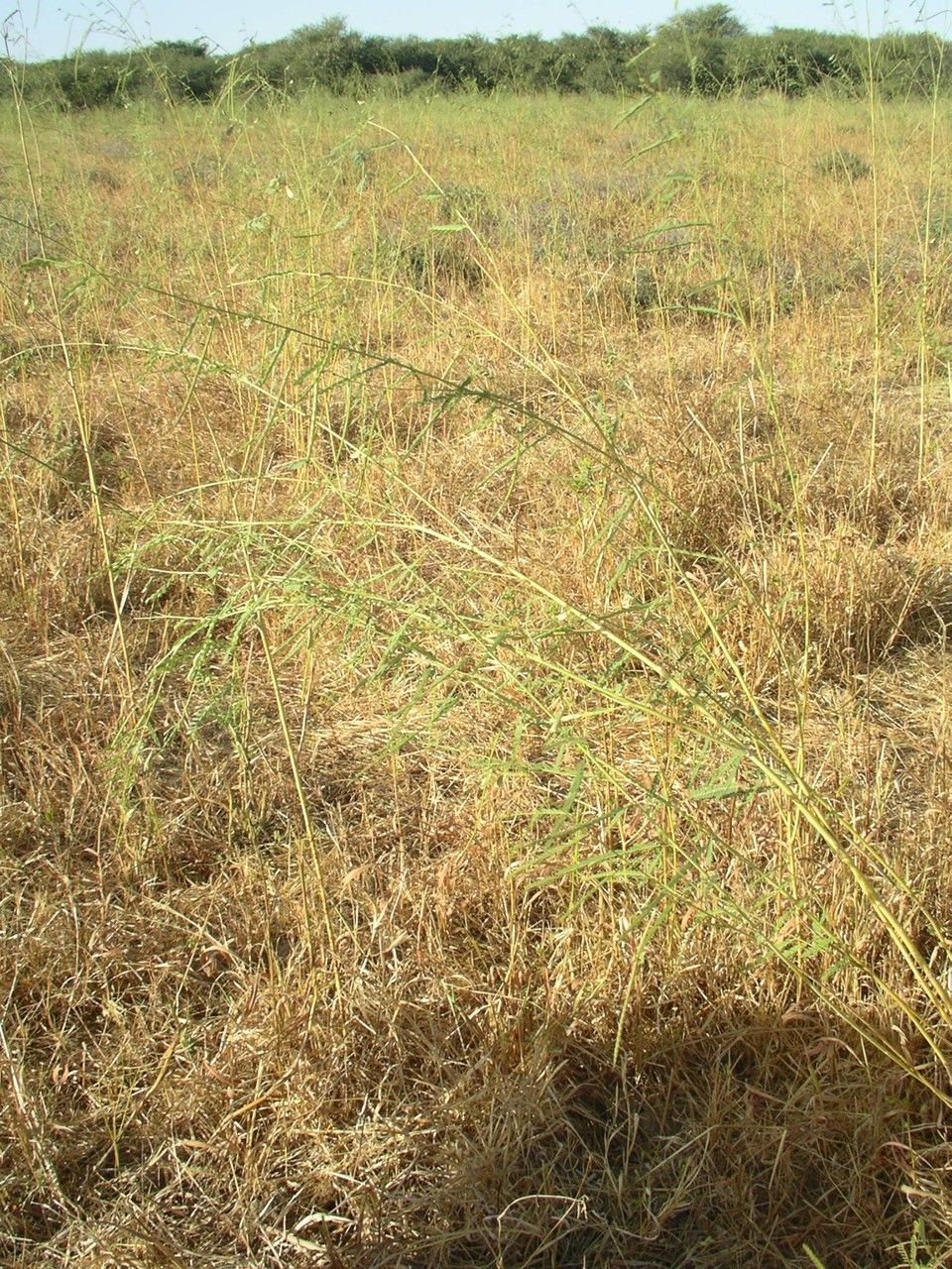 Sesbania pachycarpa habit