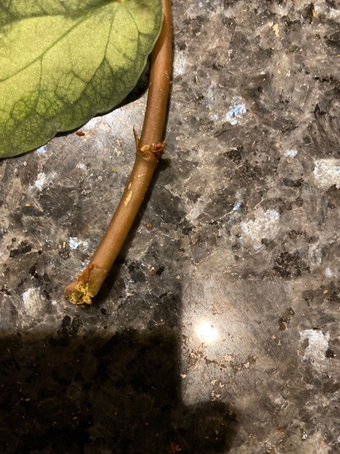 Pellionia repens bark