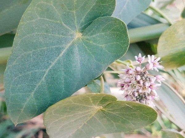 Polygonum convolvulus other