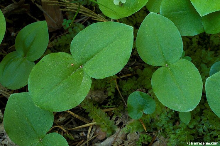 Neottia convallarioides leaf