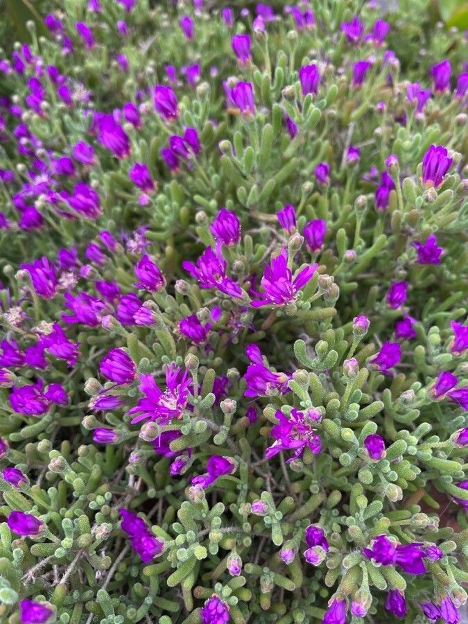 Mesembryanthemum nodiflorum flower