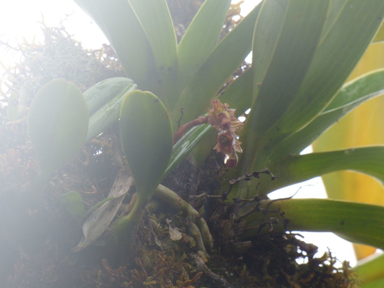 Bulbophyllum molossus habit