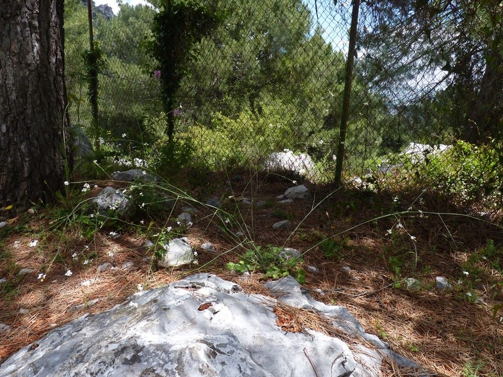 Crambe hispanica habit