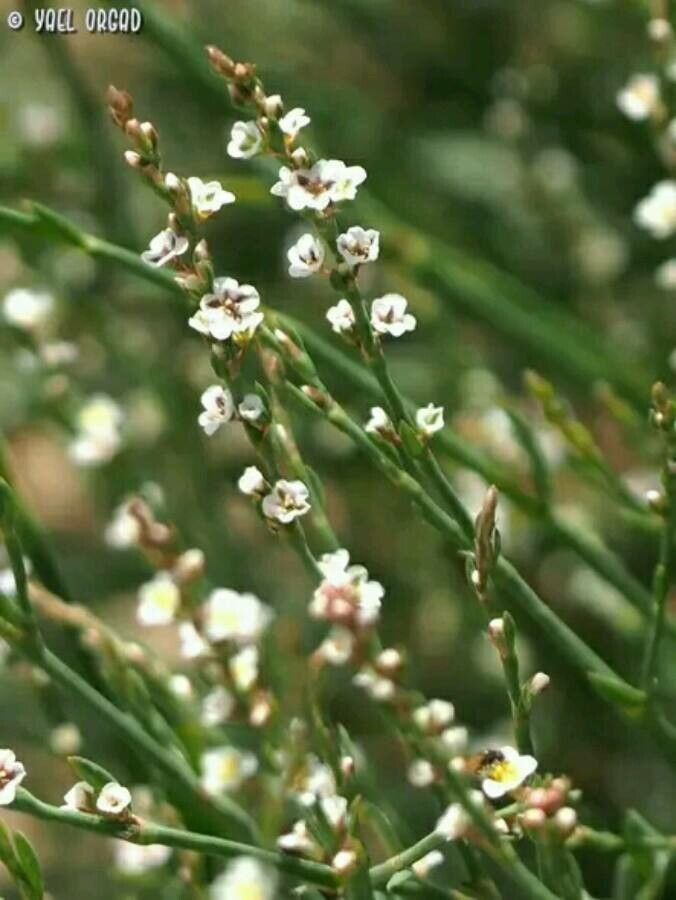 Polygonum equisetiforme flower