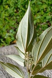 Miconia christophoriana leaf