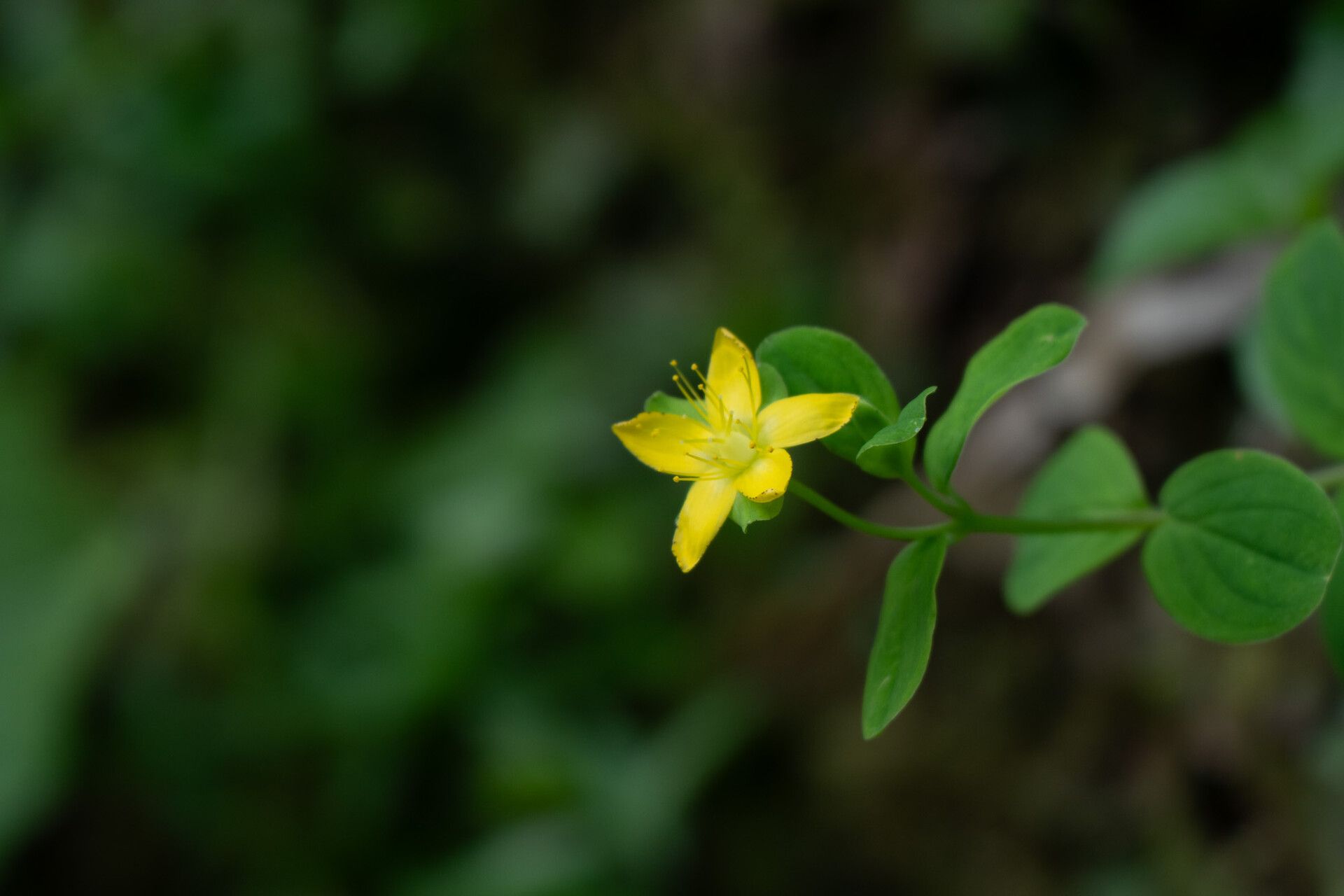 Hypericum humbertii — houseplant care guide