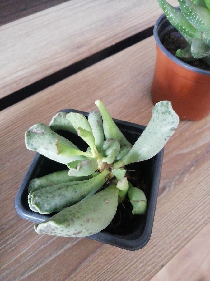 Adromischus cooperi fruit