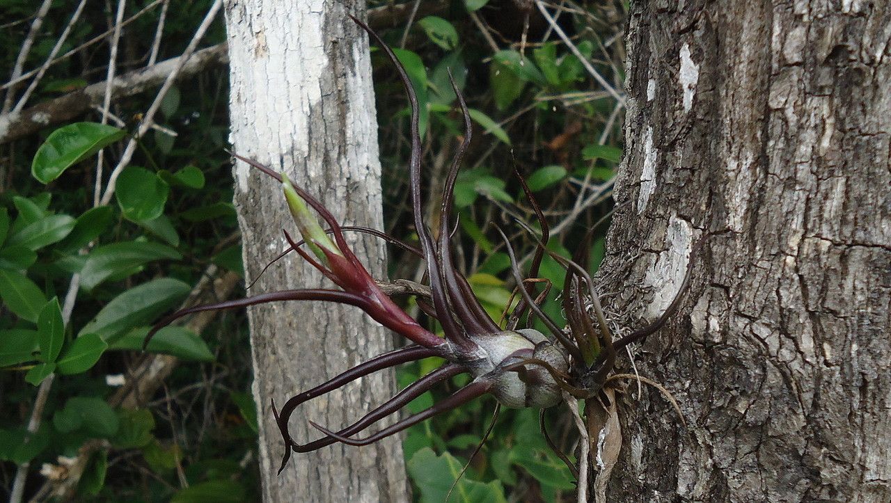 Tillandsia bulbosa bark