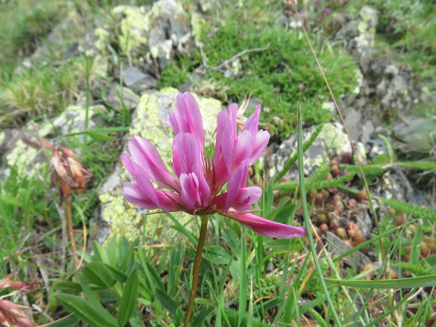 Trifolium alpinum flower