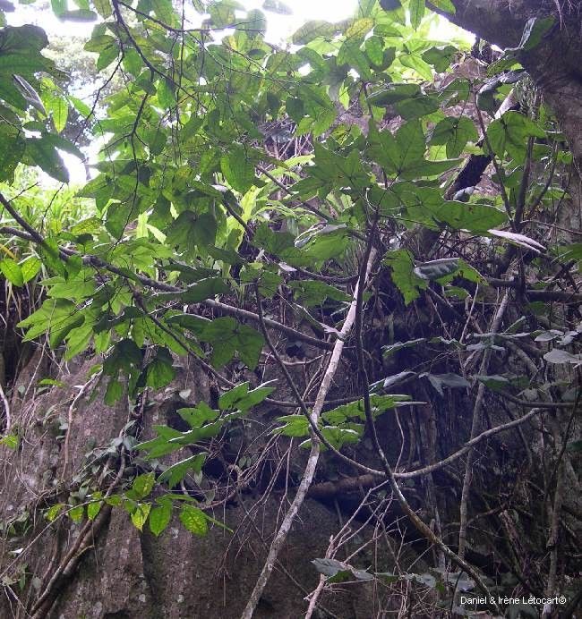 Acropogon calcicola habit