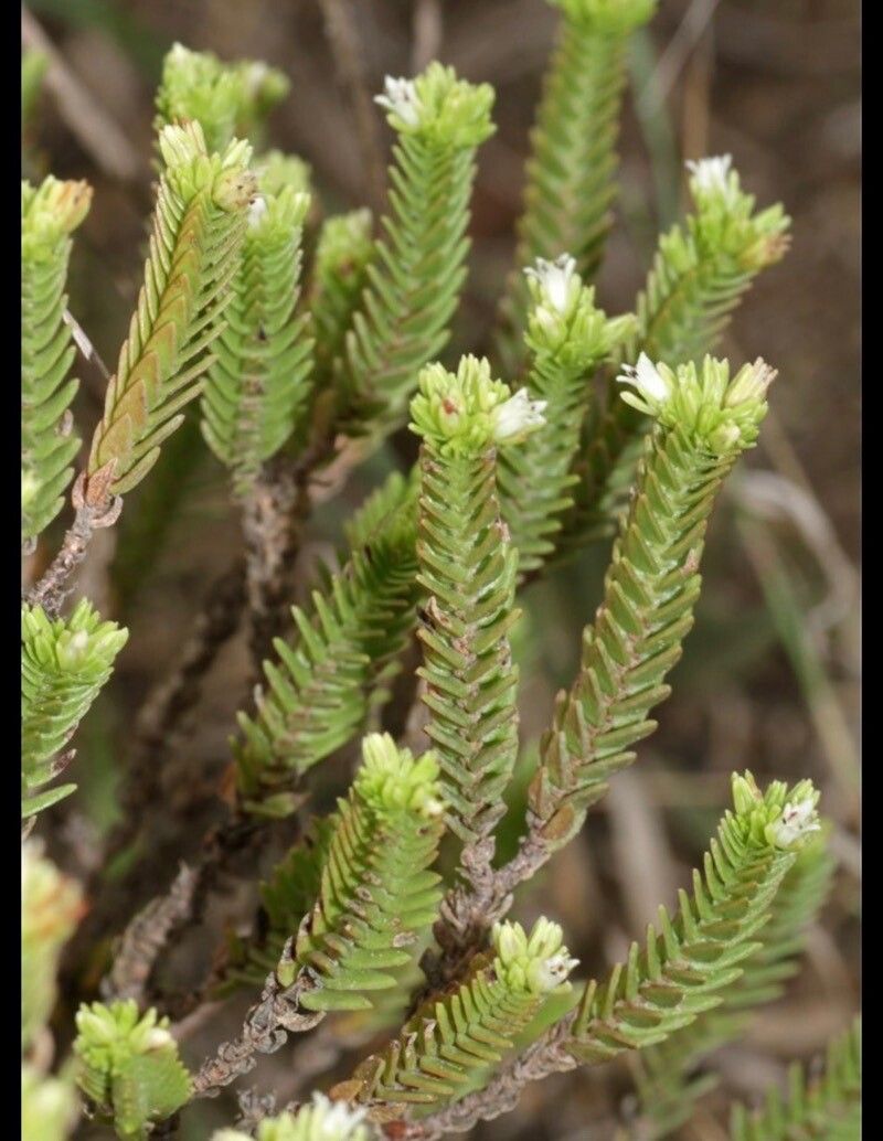 Crassula ericoides — search result for 'Crassula'