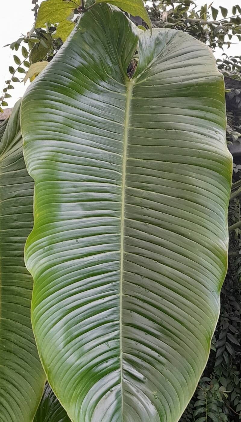Philodendron sharoniae leaf